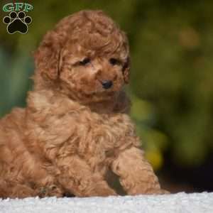 Keith, Miniature Poodle Puppy